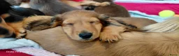 Miniature Dachshund dogs for sale: ✨️Available & Ready✨️3 Left✨️Longhaired Mini's✨️ - Advert 21