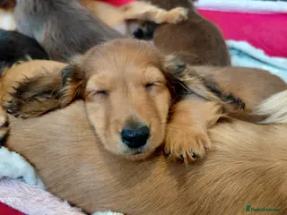 Miniature Dachshund dogs ShadedCream LongHaired x4 Remaining Ready To Leave - Advert 18