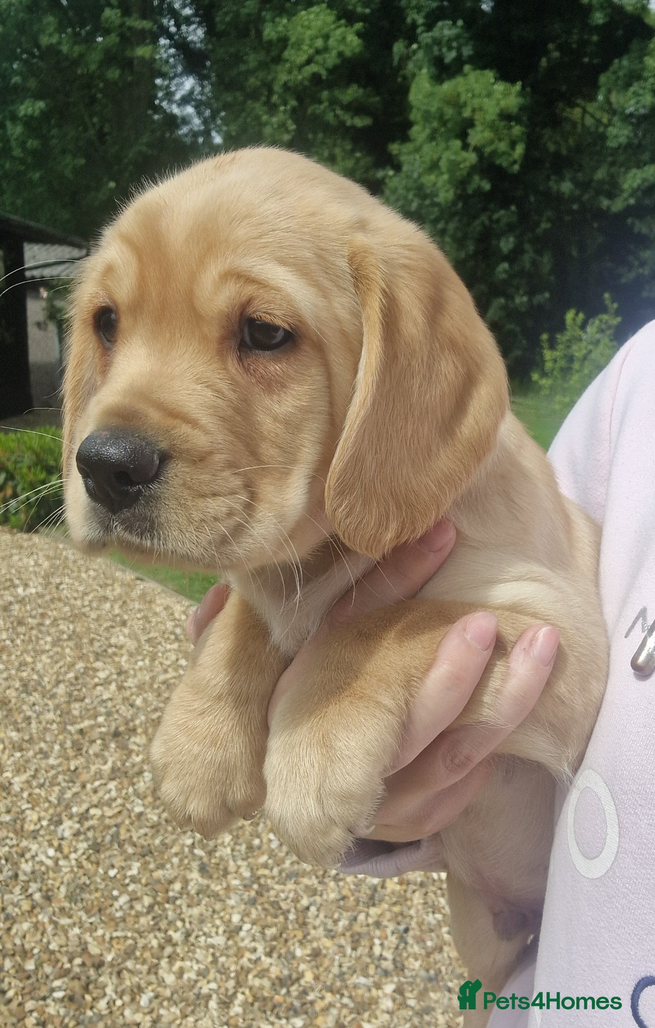 Cockerdor dogs ✨️LAST H/TESTED YELLOW MALE COCKERDOR READY NOW✨️ - Advert 1