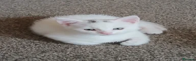 Domestic Shorthair 2