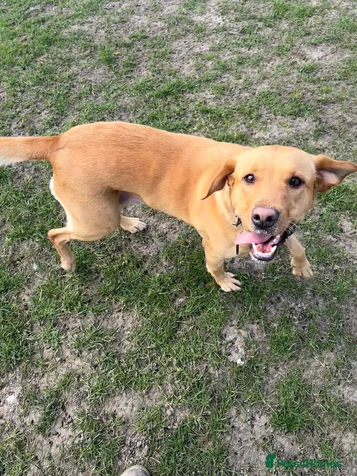 Labrador Retriever dogs KC registered Red Labrador Puppies - Ready 2nd Apr - Advert 1