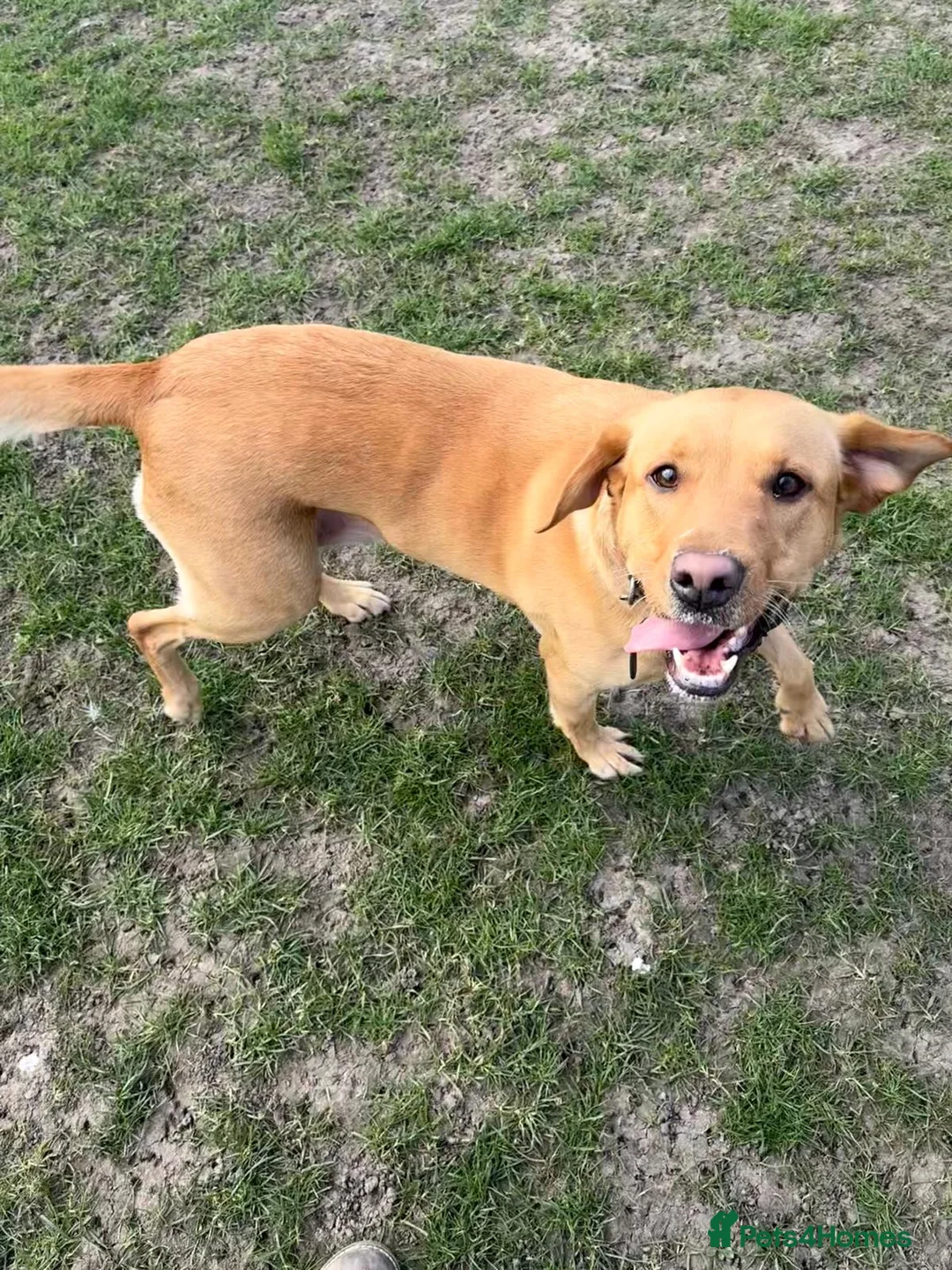Labrador Retriever dogs for sale: KC registered Red Labrador Puppies - Ready 2nd Apr in Faversham - Advert 1