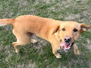 Labrador Retriever dogs KC registered Red Labrador Puppies - Ready 2nd Apr - Advert 1