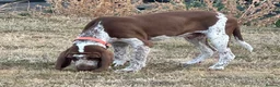 Bracco Italiano dogs for sale: Male Bracco Italiano  - Advert 8