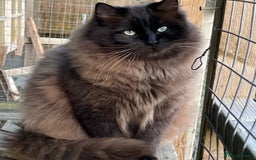 Ragdoll cats for sale: 💫Pedigree Cherubim Ragdolls💫 - Image 16