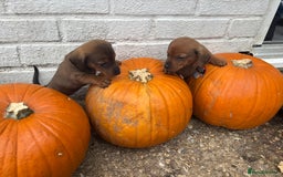 Mixed Breed dogs for sale: Minature Dacshund cross jack Russell  - Image 8