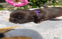 Shih Tzu dogs for sale: KC reg, 2 left! Potential blondes in Tamworth - Image 25