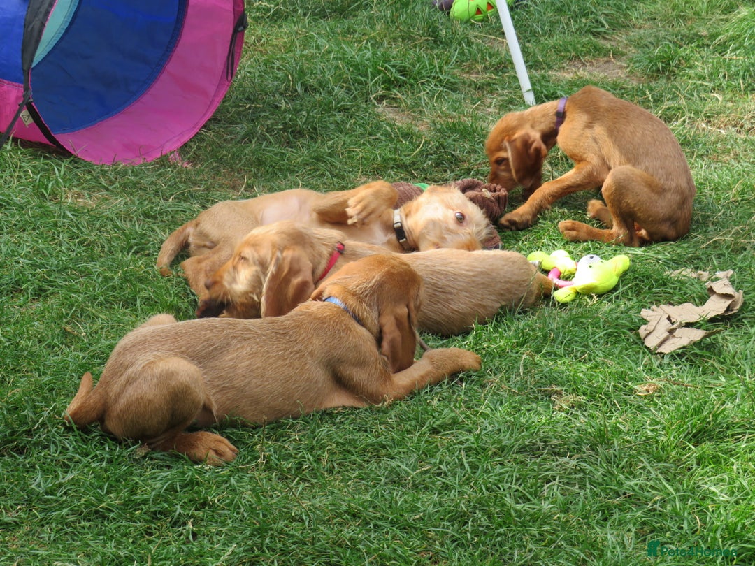 Hungarian Vizsla dogs for sale: 1 dog and 1 bitch available from 21st of August.  - Image 4