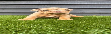 English Bulldog 4