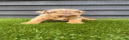 English Bulldog dogs for sale: English Bulldog Puppies - Advert 25