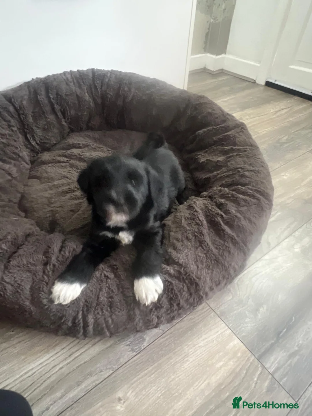 Tibetan Terrier dogs for sale: Male Stunning Tibetan Terrier  - Advert 2