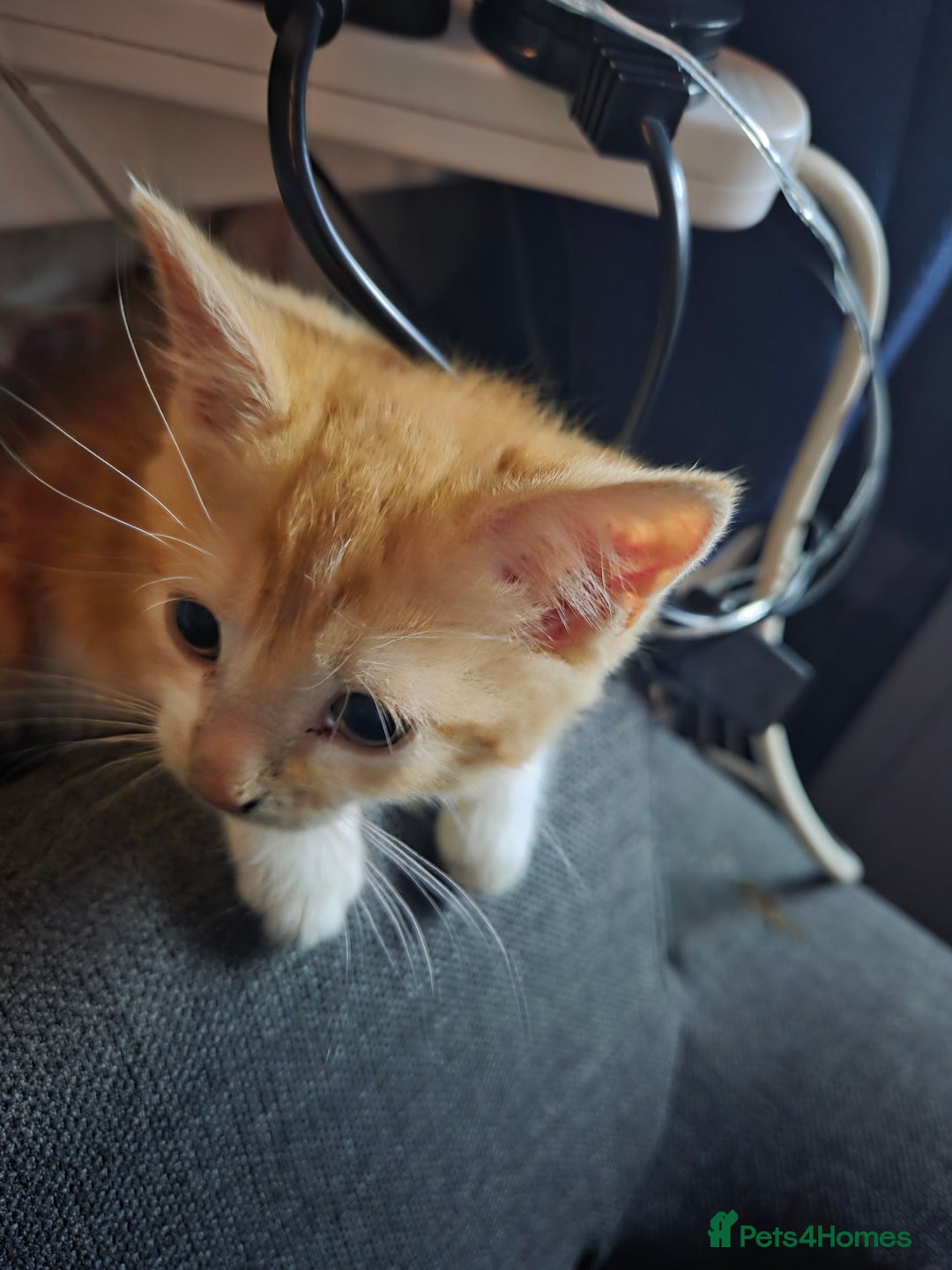 Domestic Shorthair cats for sale: Beautiful  kittens - Advert 3