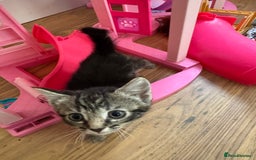 Mixed Breed cats for sale: Beautiful Kittens Ready now  - Image 8