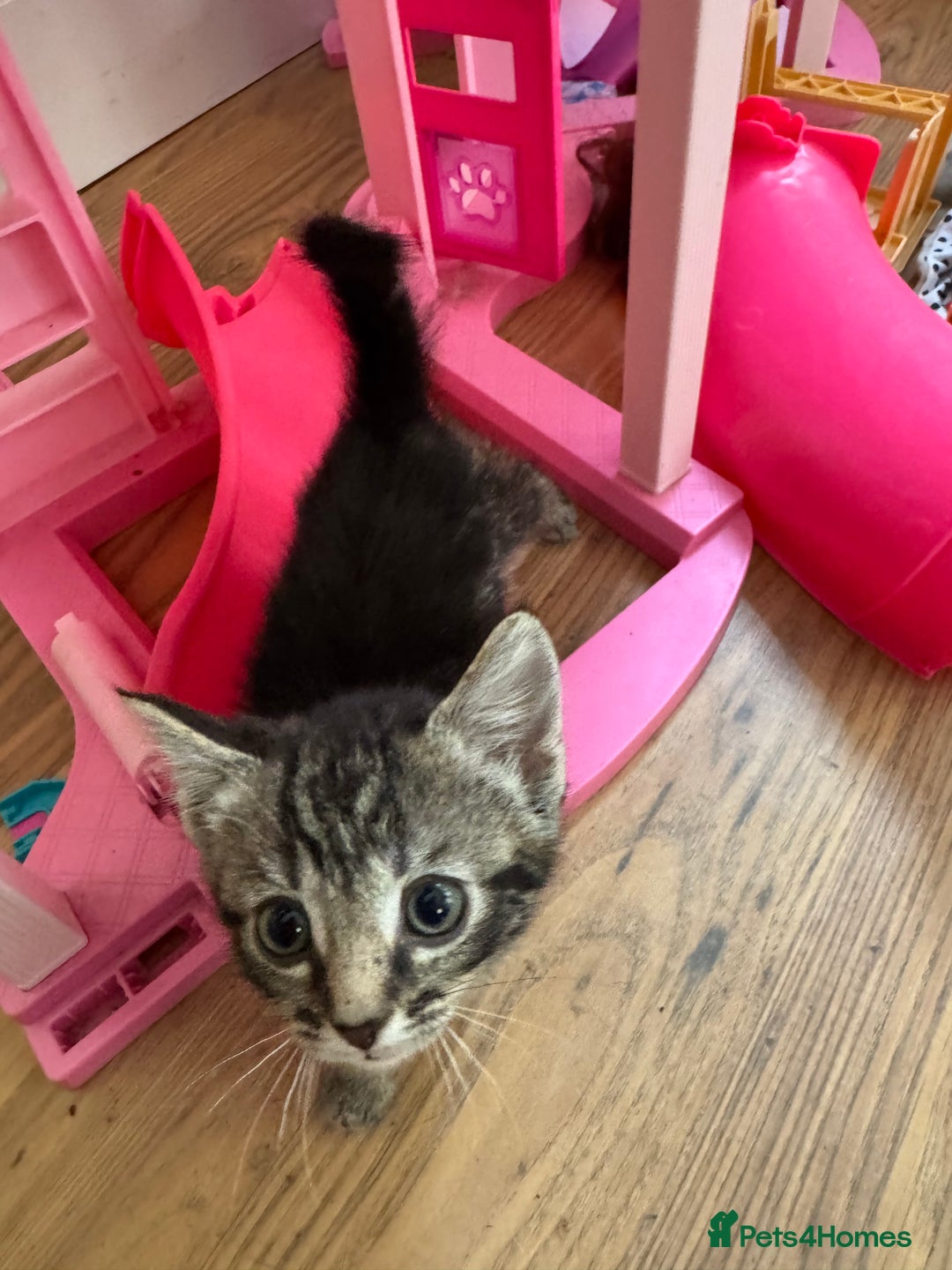 Mixed Breed cats for sale: Beautiful Kittens Ready now  - Image 8