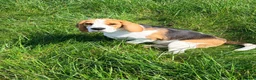 Beagle dogs for sale: KC Registered Gentle Beagle Boy - Advert 2