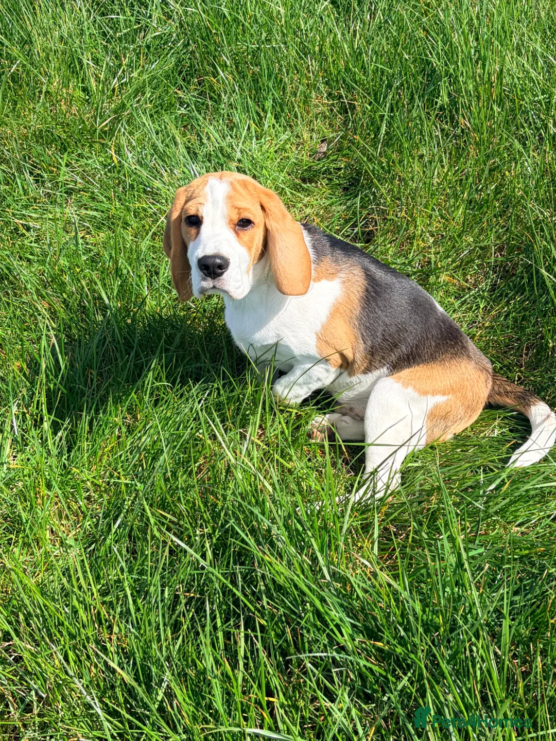 Beagle dogs for sale: KC Registered Gentle Beagle Boy - Advert 2