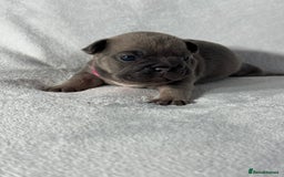 French Bulldog dogs for sale: Four beautiful healthy female French Bulldogs - Image 12
