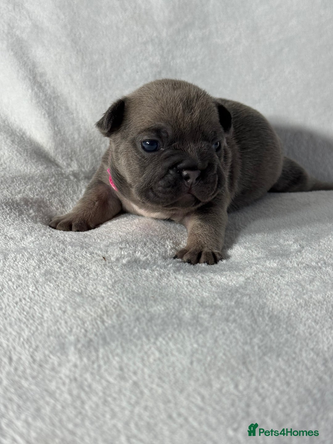French Bulldog dogs for sale: Four beautiful healthy female French Bulldogs - Image 12