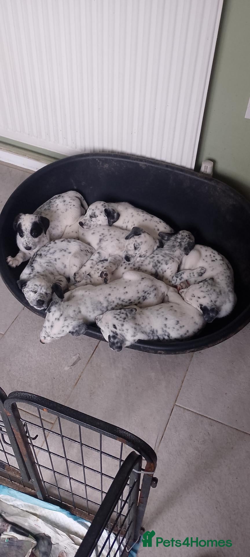 Mixed Breed dogs 8 beautiful pyrematian puppies  - Advert 1