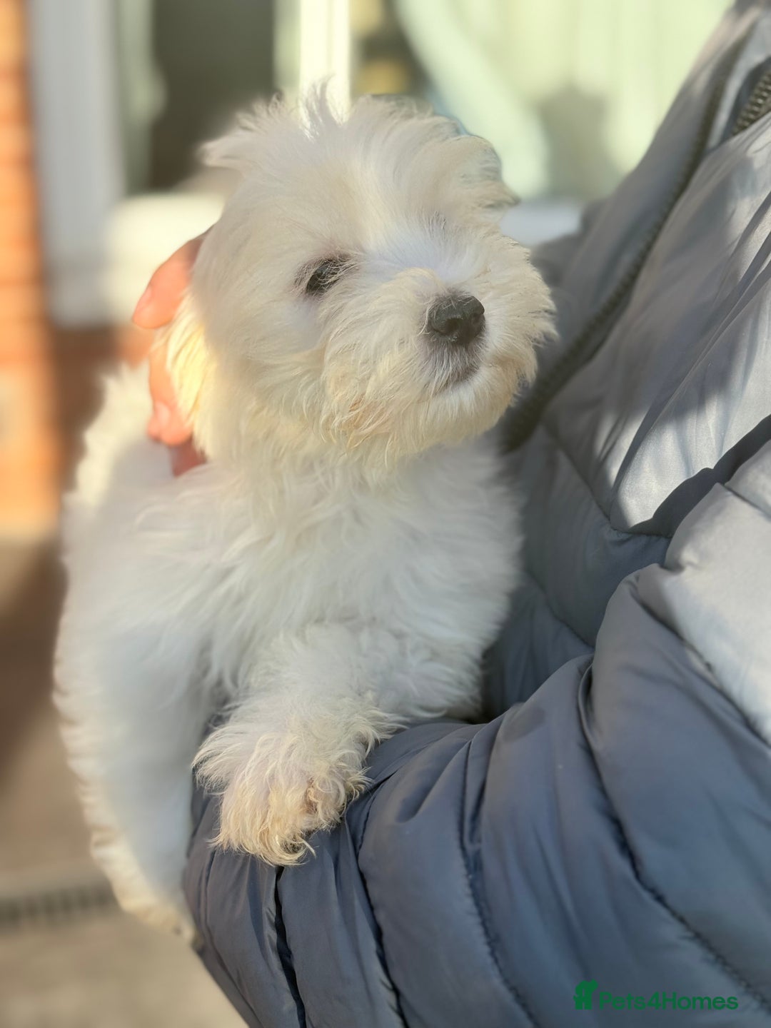 Maltese dogs for sale: Maltese - Advert 4