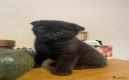 Scottish Fold cats for sale: Scotish fold female and male kittens - Image 1