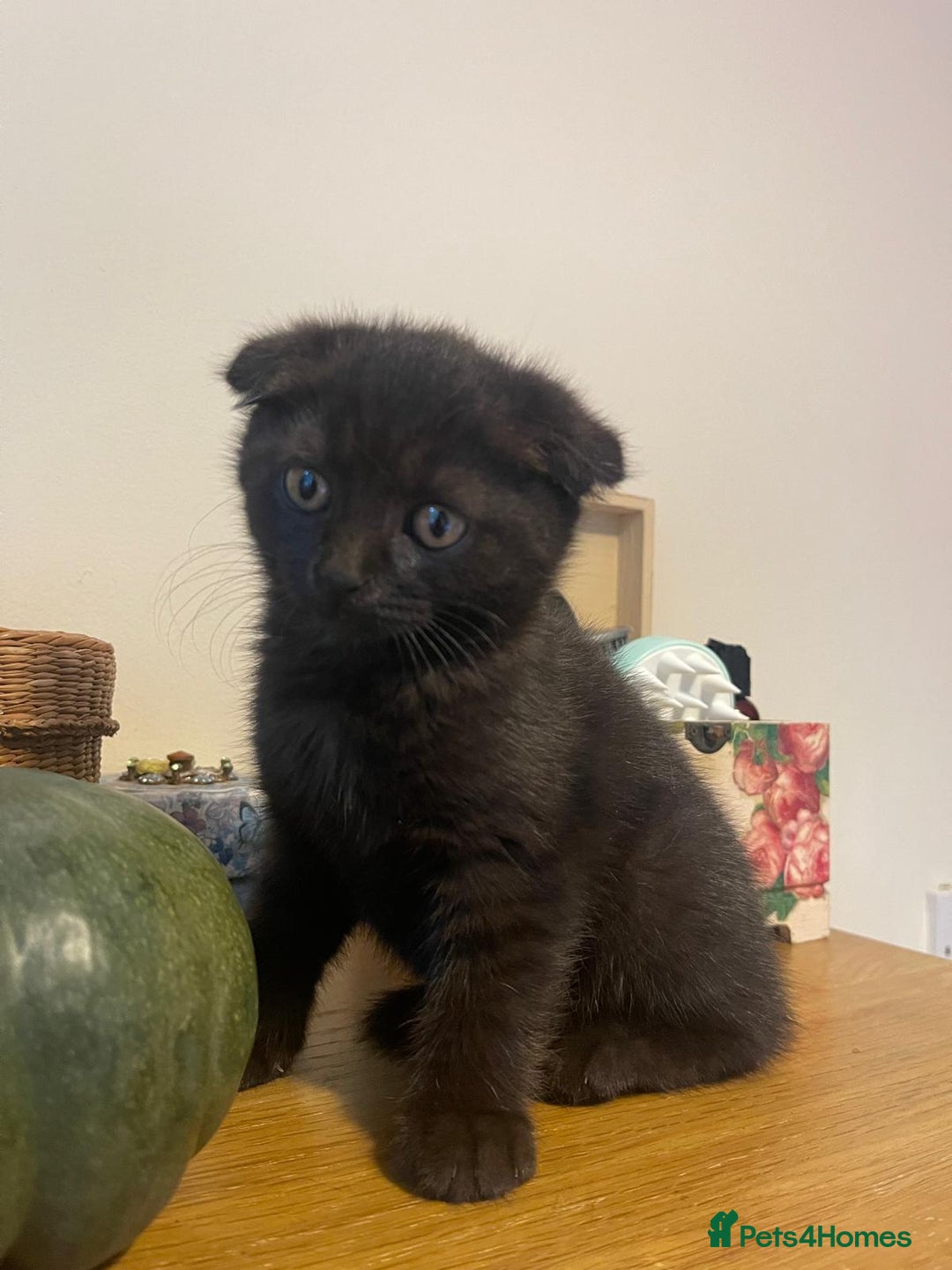 Scottish Fold cats for sale: Scotish fold female and male kittens - Image 1