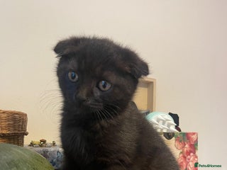 Scottish Fold cats - Advert 9