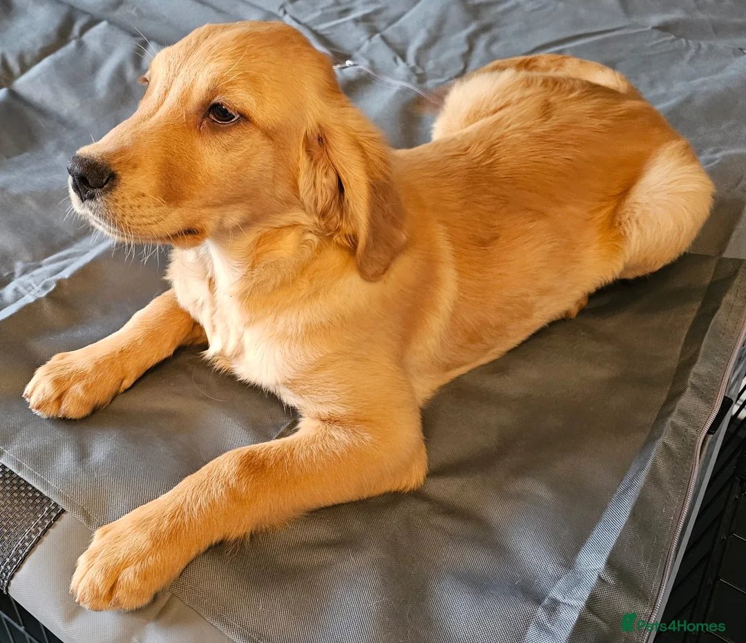 Golden Retriever dogs for sale: Looking for Someone to Love Me - Advert 6