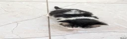 Mixed Breed cats for sale: Georgous Kittens Looking For A New Home - Advert 33