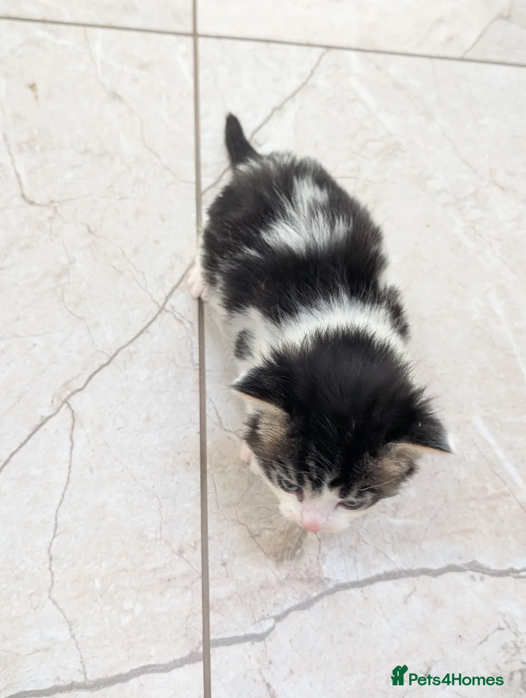 Mixed Breed cats for sale: Georgous Kittens Looking For A New Home - Advert 33