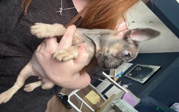 French Bulldog dogs for sale: French bulldog girl. Beautiful, 9 weeks old - Image 4