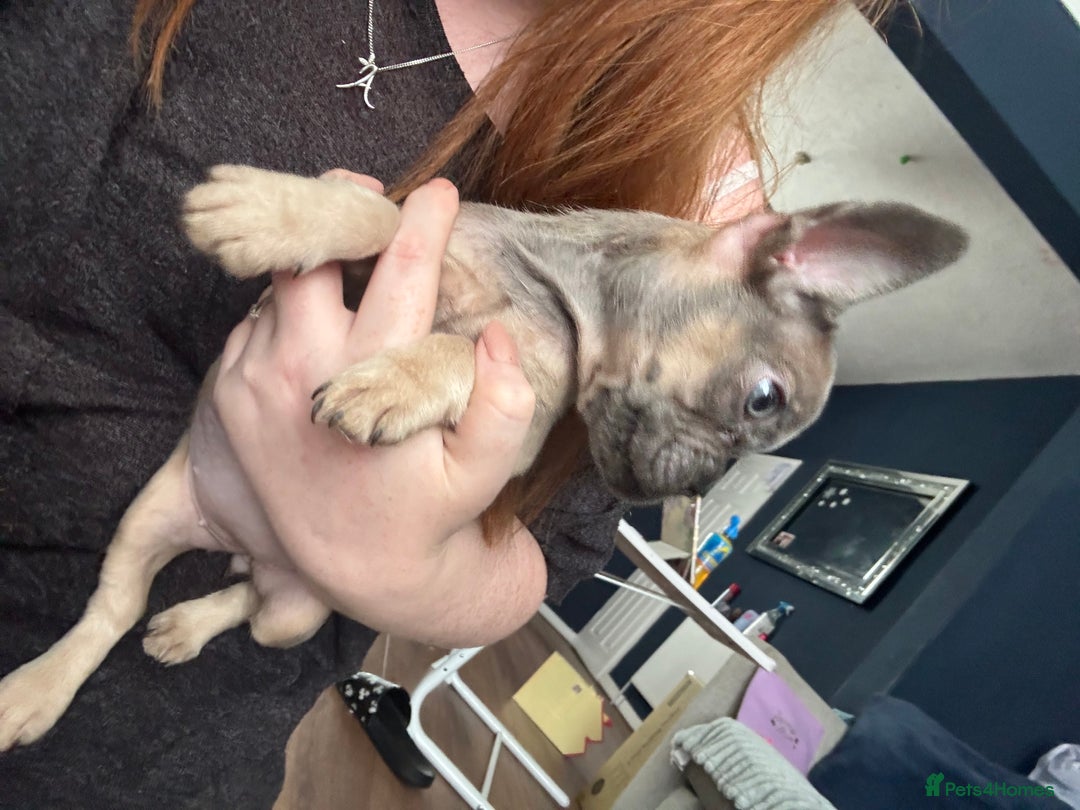 French Bulldog dogs for sale: French bulldog girl. Beautiful, 9 weeks old - Image 4
