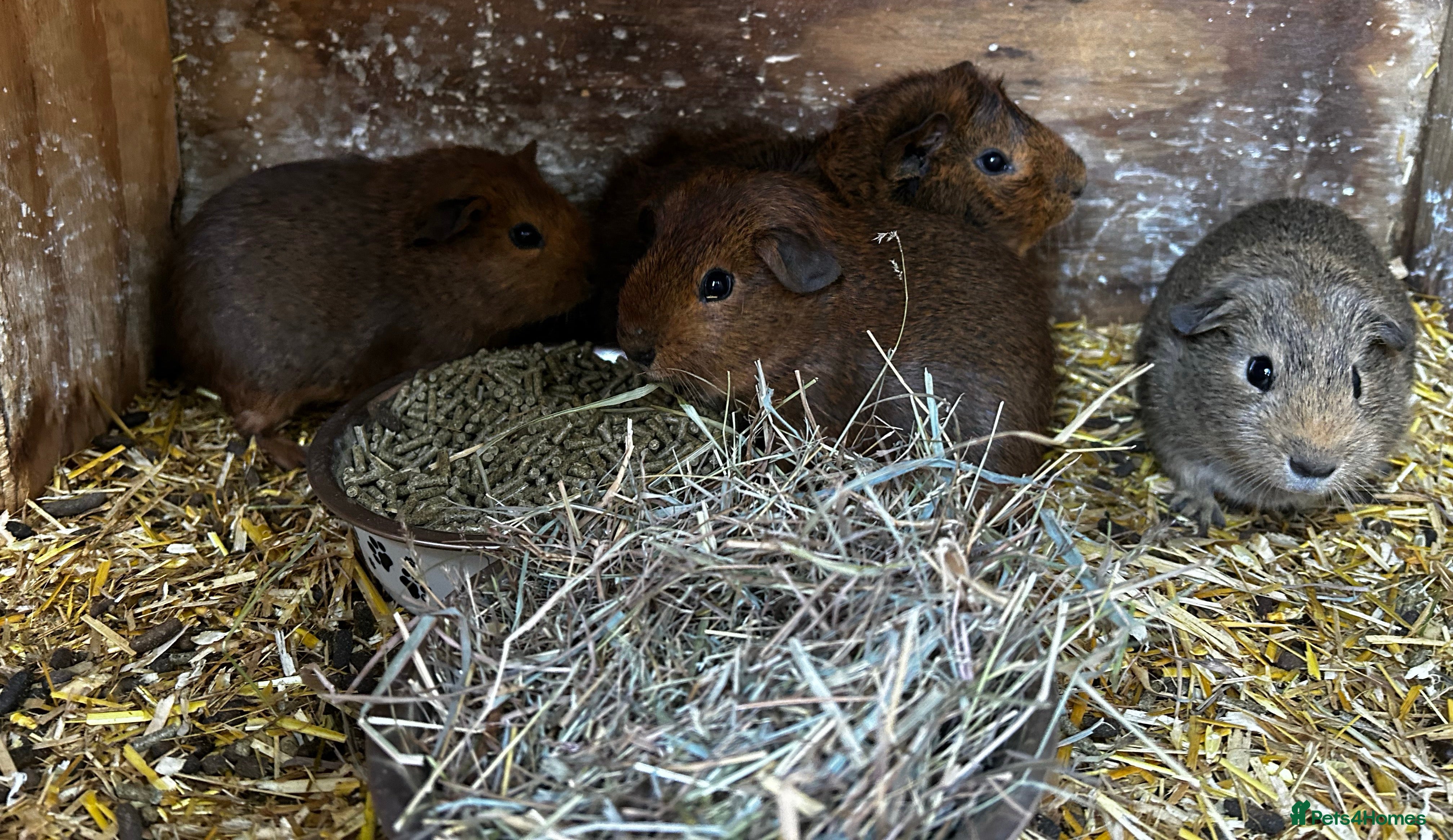 Guinea Pig rodents Guinea pigs babies looking for their forever homes - Advert 24