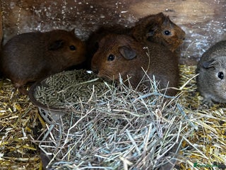 Guinea Pig rodents Guinea pigs babies looking for their forever homes - Advert 15