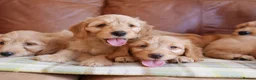 Mini Goldendoodle dogs for sale: Stunning Health Tested Miniature Goldendoodles - Advert 4