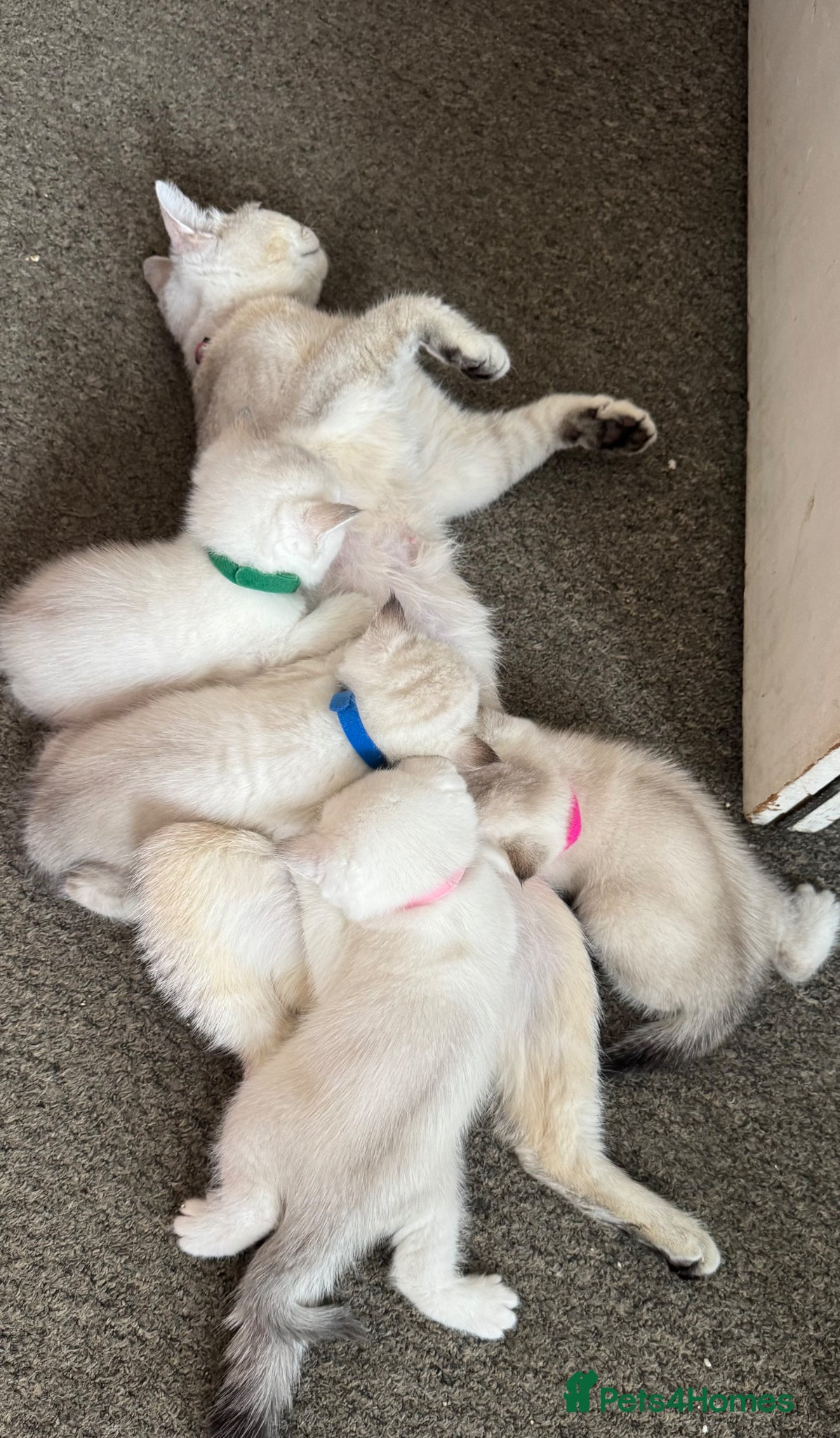 British Shorthair cats for sale: Beautiful BSH Silver shaded TICA kittens - Advert 5