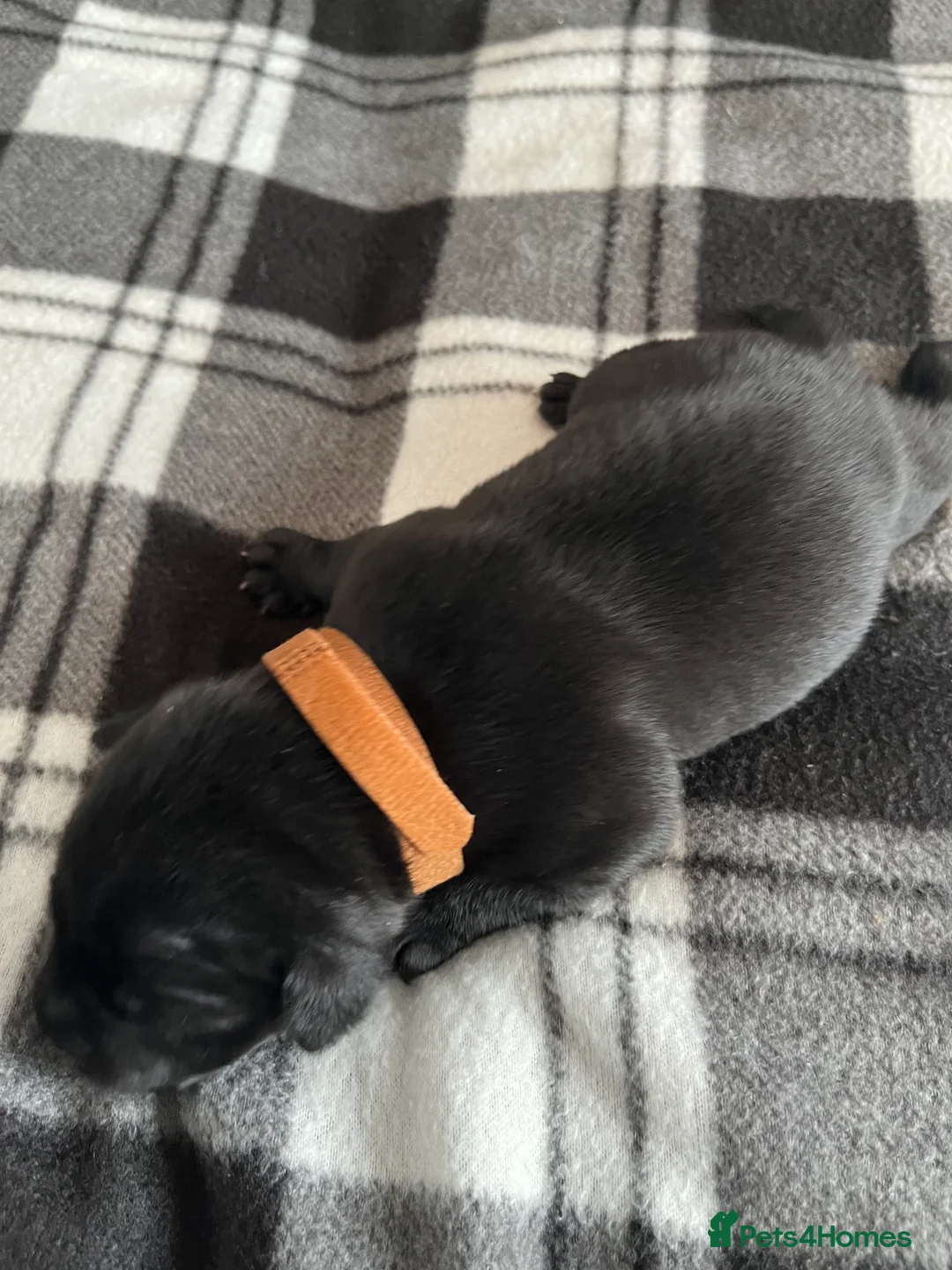 Staffordshire Bull Terrier dogs for sale: Black/blue staffy pups - Advert 34