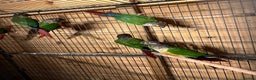 Canaries birds for sale: conures Brid  - Advert 1