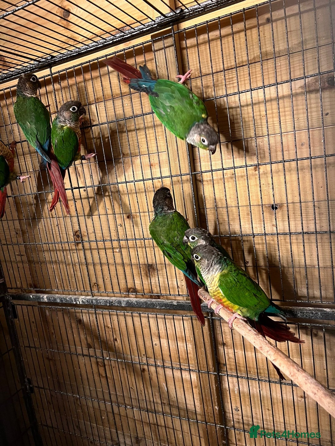 Canaries birds for sale: conures Brid  - Advert 1