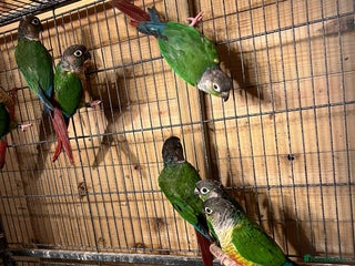 Canaries birds conures Brid - Advert 12