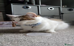 British Shorthair cats for sale: for sale 2 cheeky little monkeys  - Image 17
