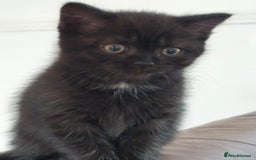 British Shorthair cats for sale: BSH black kittens  - Image 5