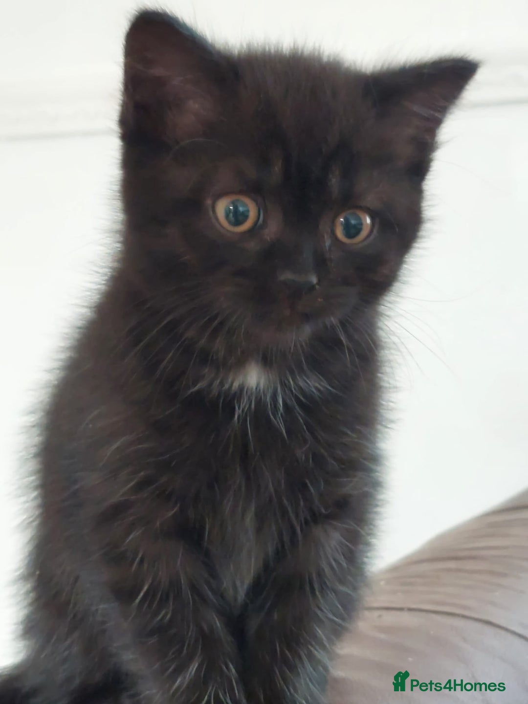 British Shorthair cats for sale: BSH black kittens  - Image 5