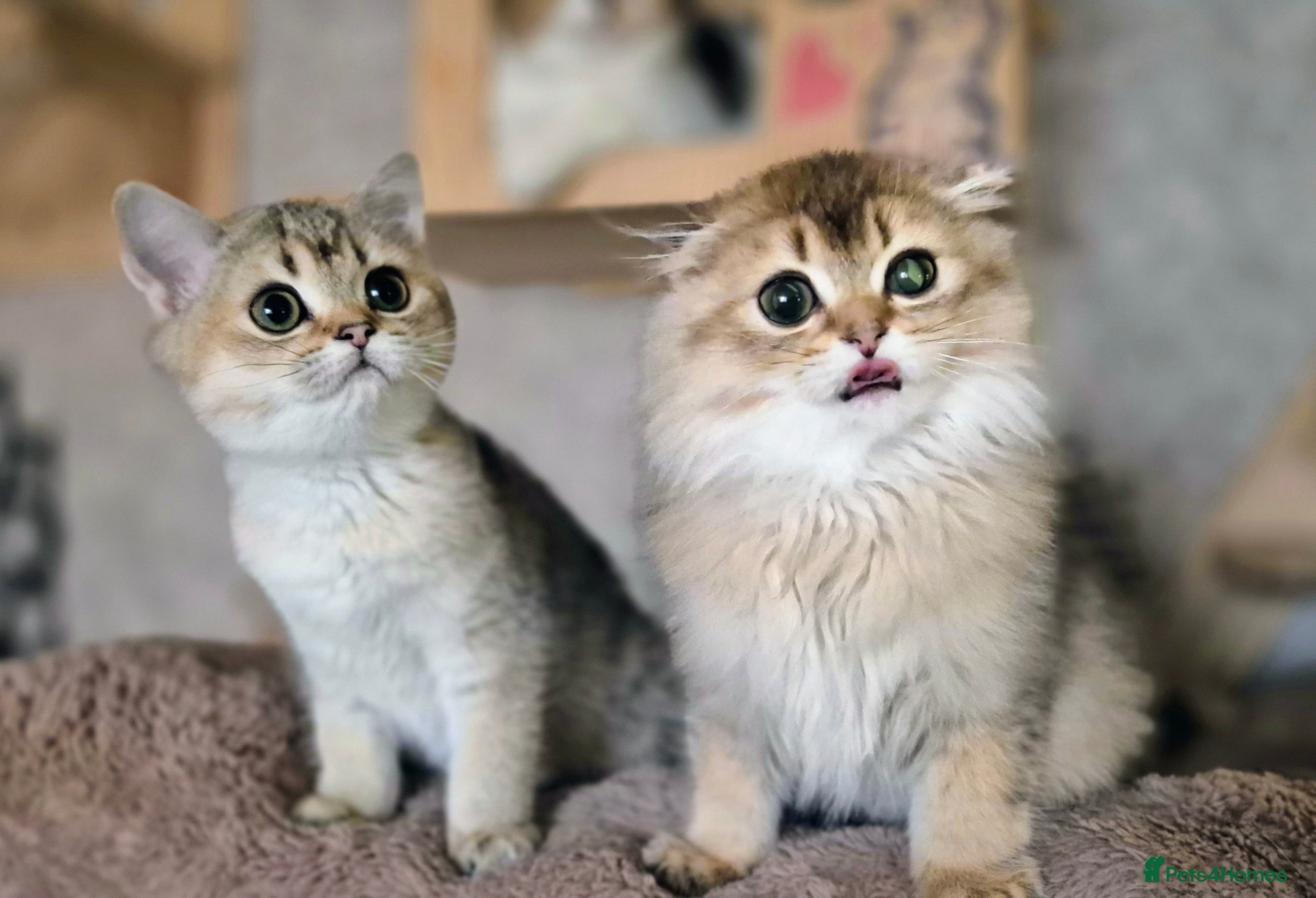 Scottish Fold cats TICA reg. Scottish Fold  - Advert 3