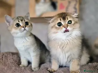 Scottish Fold cats TICA reg. Scottish Fold - Advert 3