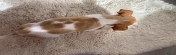 Jack Russell dogs for sale: Beautiful Pure Jack Russell Puppies Dogs  in Isleworth - Advert 9