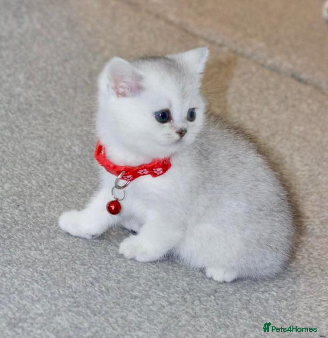 British Shorthair cats for sale: White British Shorthair Kittens – Rare Green Eyes - Advert 6