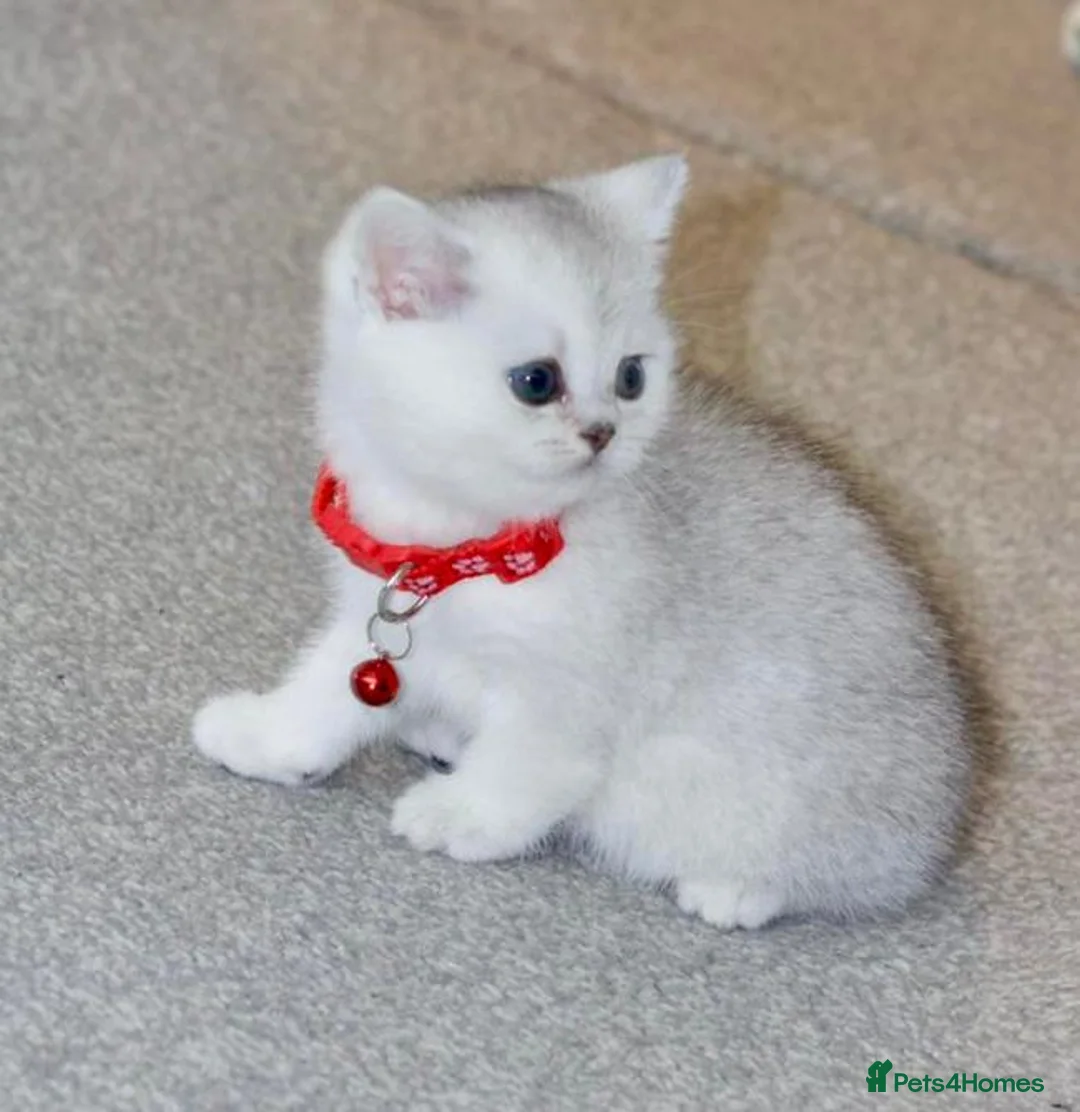 British Shorthair cats for sale: White British Shorthair Kittens – Rare Green Eyes - Advert 6
