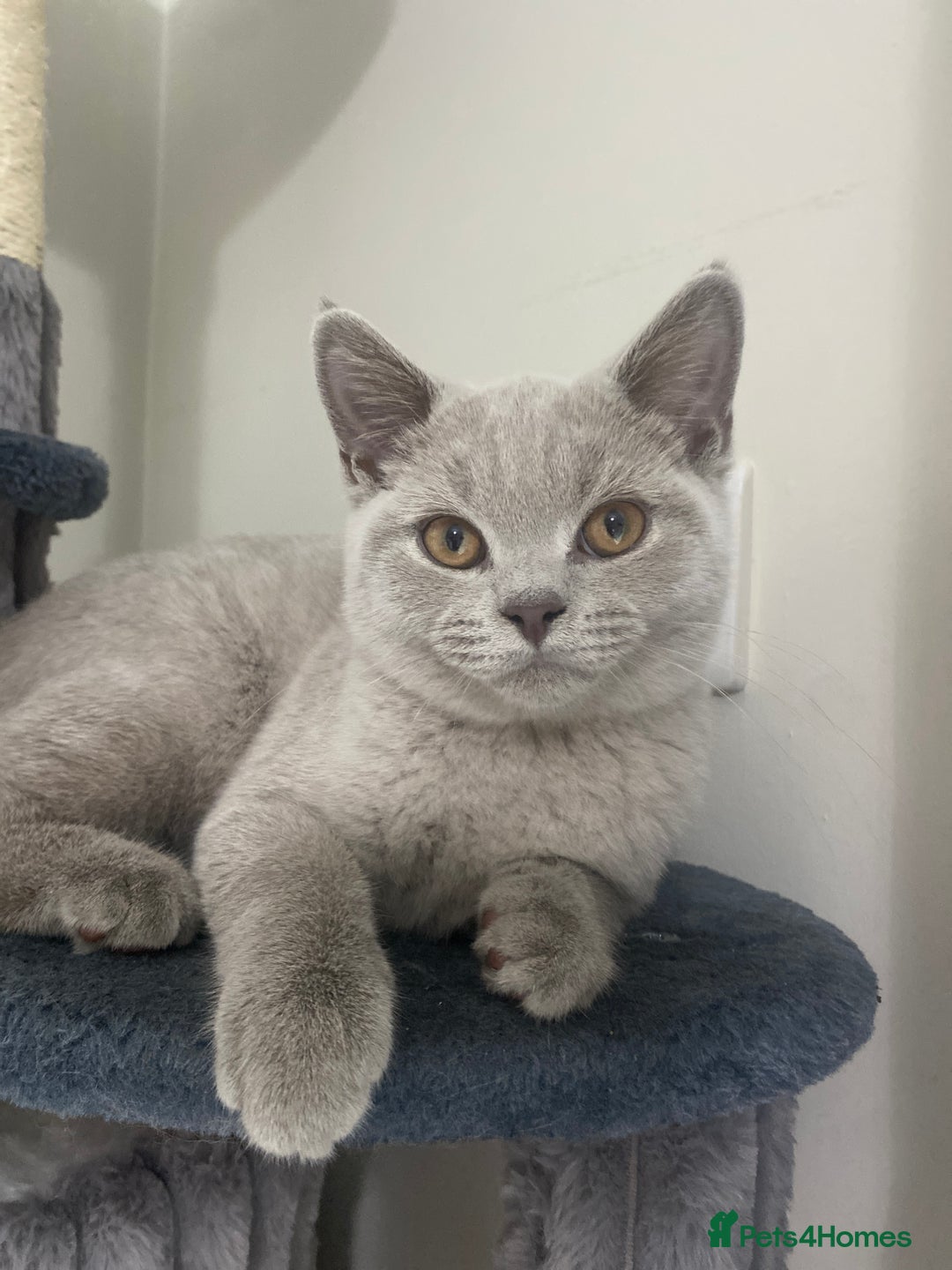 British Shorthair cats for sale: 🐾 TOP QUALLITY LILAC BSH reg GCCF purebred 🐾 - Image 3