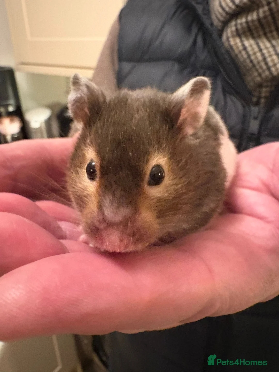 Hamster rodents for sale: Beautiful hamster for sale  - Advert 1